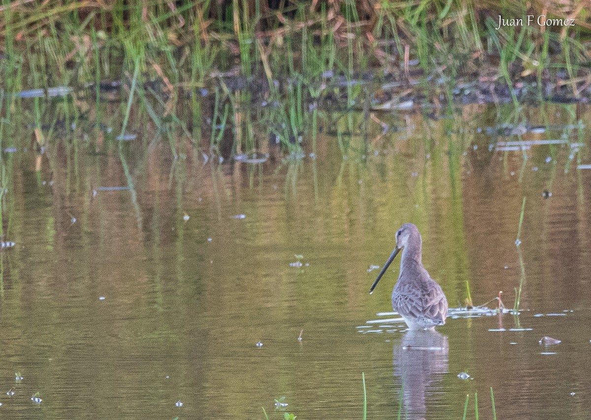 Long-billed Dowitcher - ML646744945