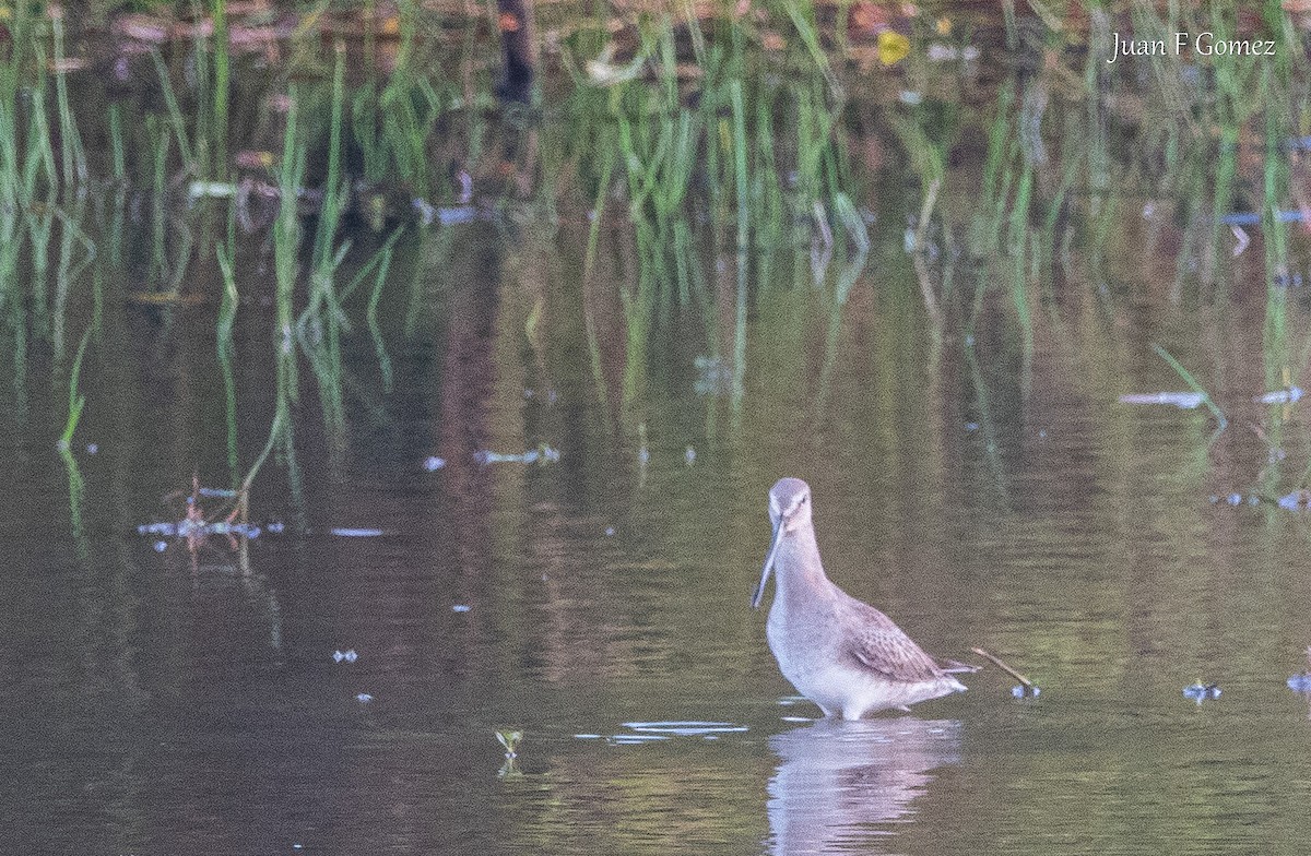 Long-billed Dowitcher - ML646744946