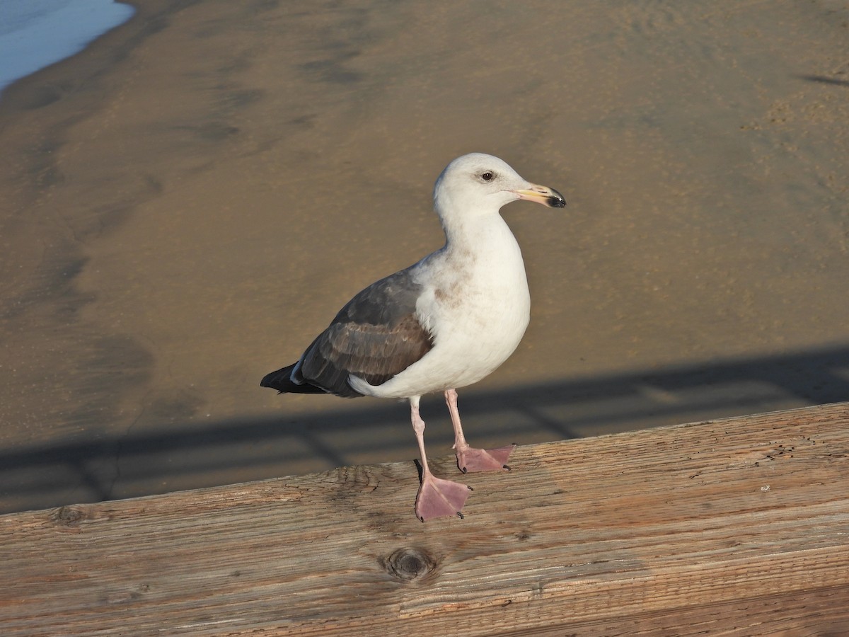 Мартин західний - ML646744947