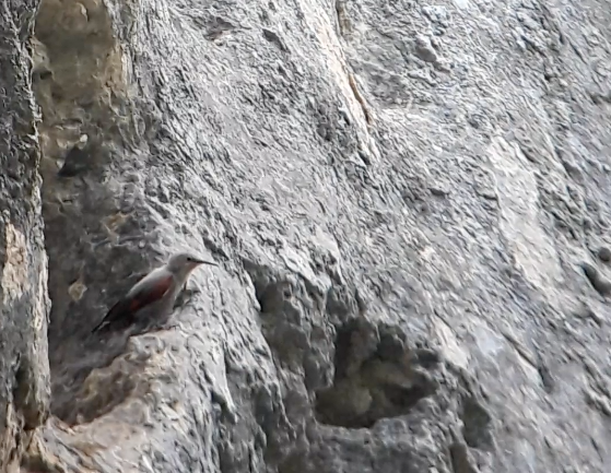 Wallcreeper - ML646744950