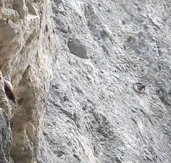 Wallcreeper - ML646744951