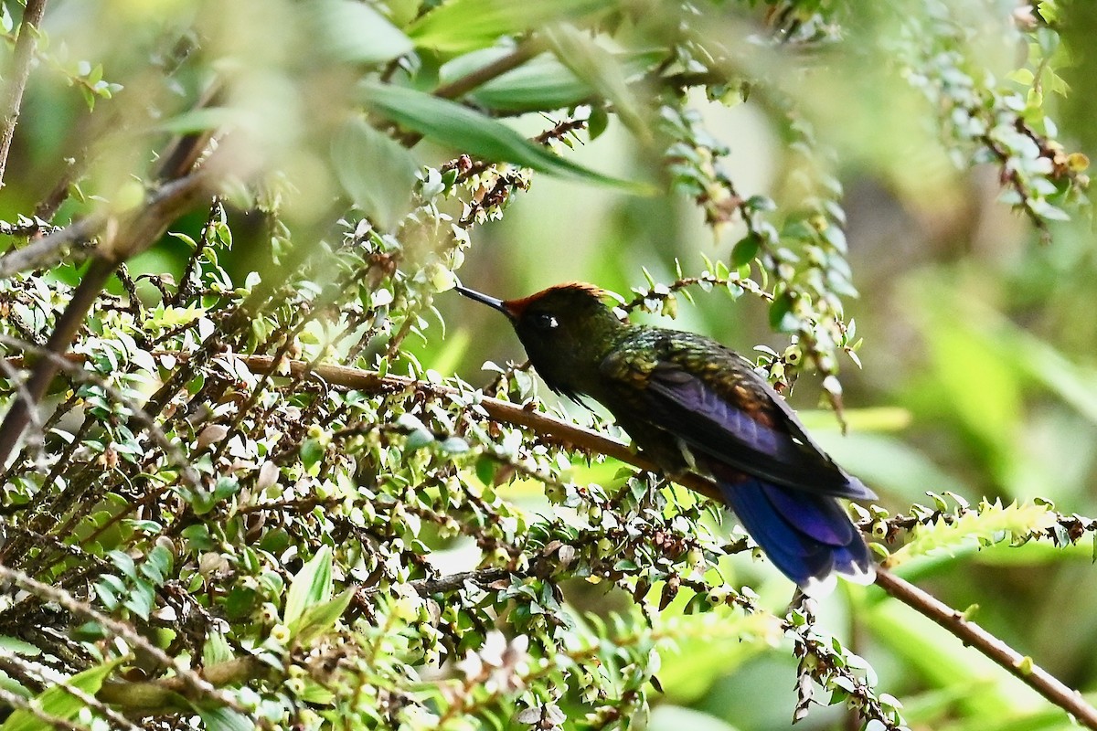 Rainbow-bearded Thornbill - ML646744953