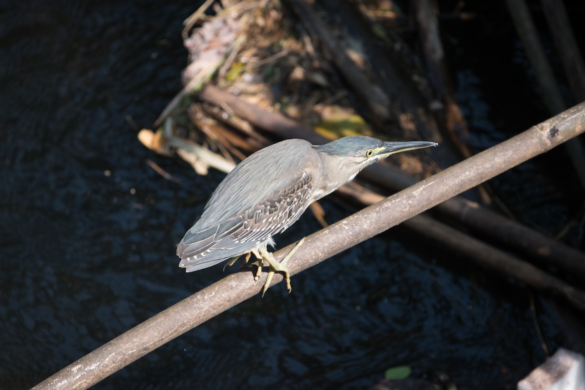 Little Heron - ML646744954