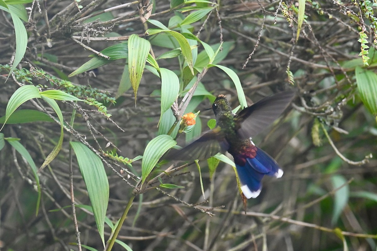 Rainbow-bearded Thornbill - ML646744960