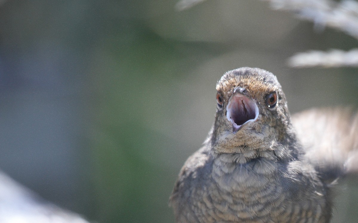 Птица-попутчик - ML646744961