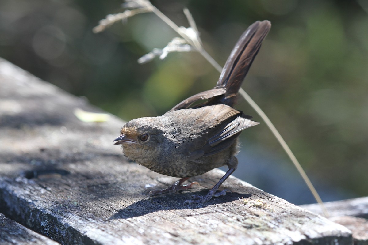 Птица-попутчик - ML646744962