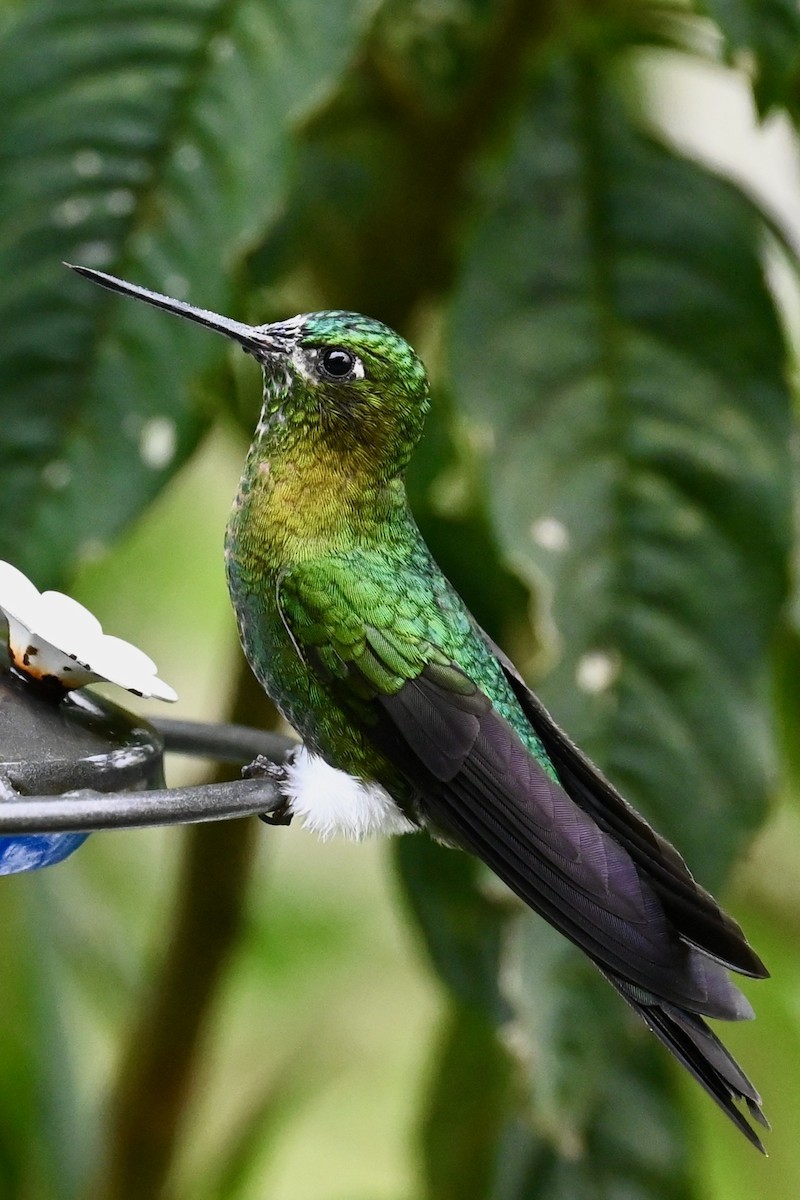 Golden-breasted Puffleg - ML646744963