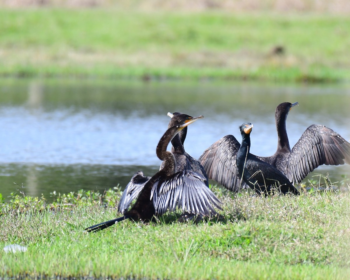 Ушастый баклан - ML646744964