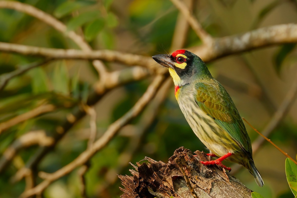 Coppersmith Barbet - ML646744965