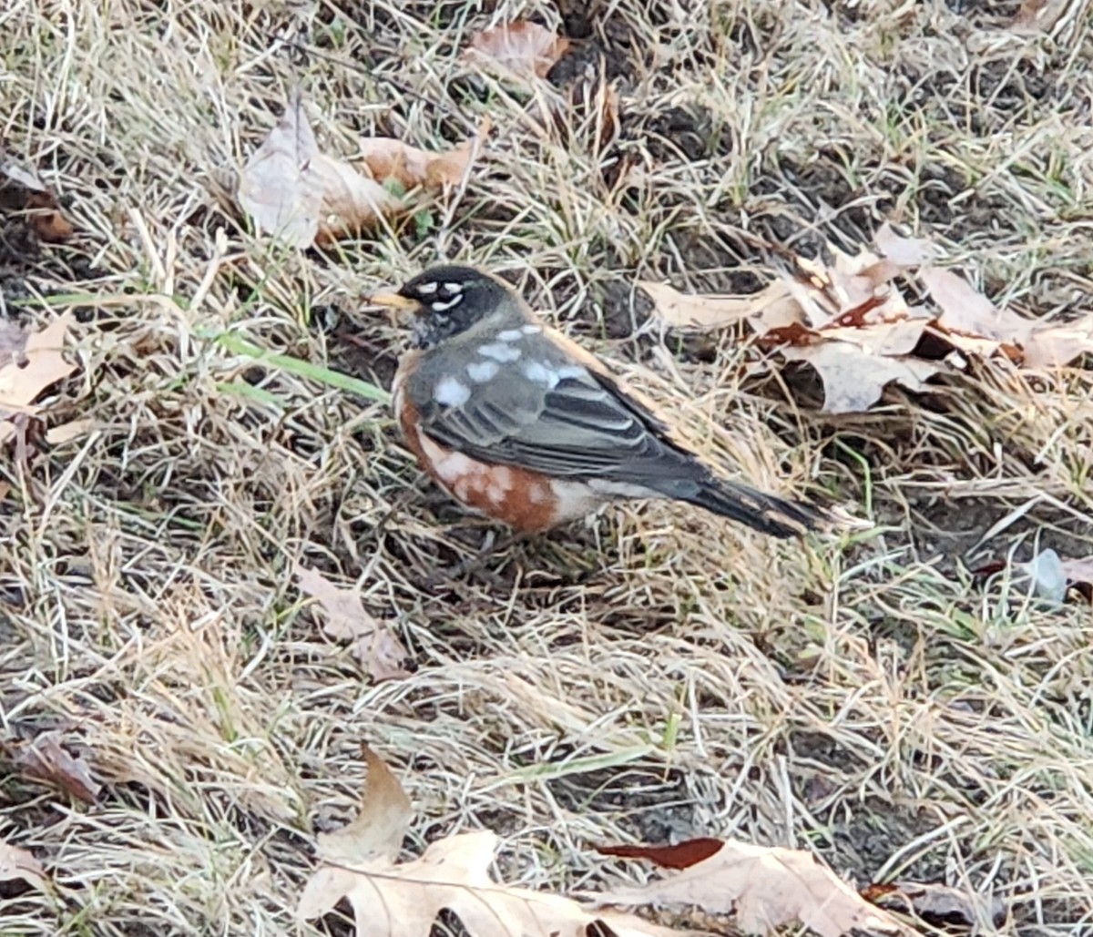 Странствующий дрозд - ML646744966