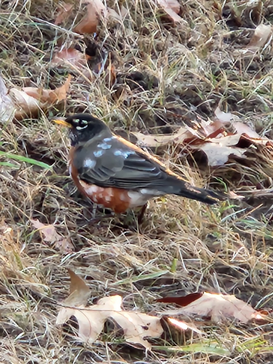 Странствующий дрозд - ML646744974