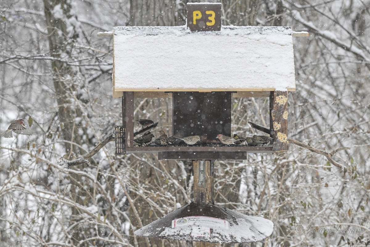 House Finch - ML646744975