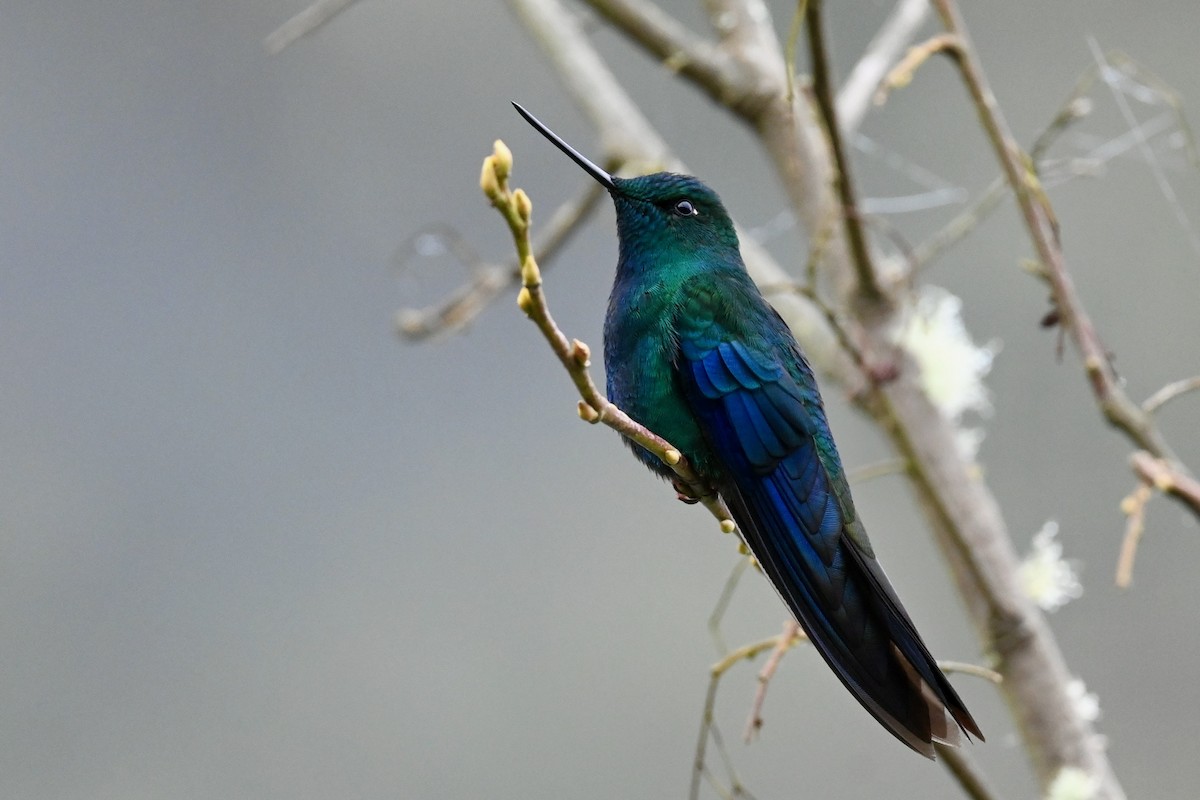 Great Sapphirewing - ML646744976