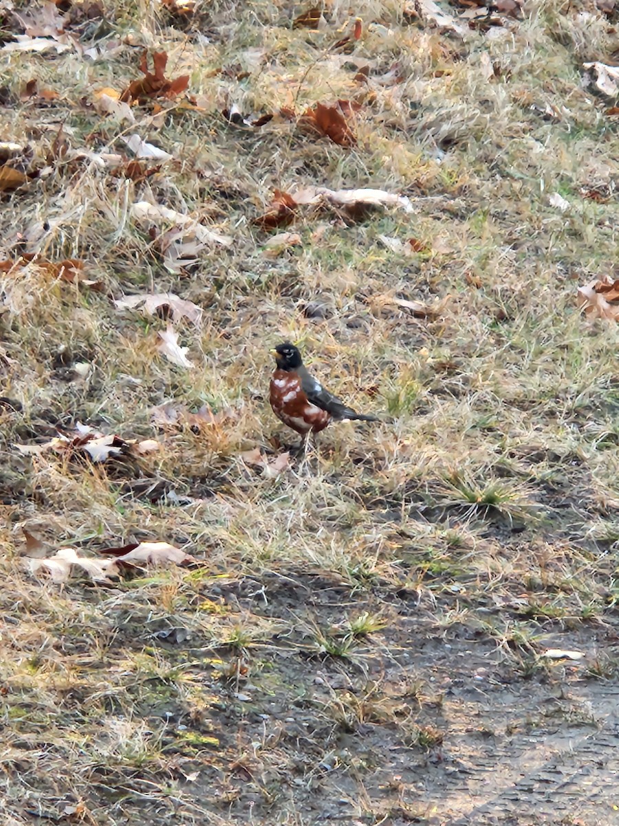 Странствующий дрозд - ML646744983