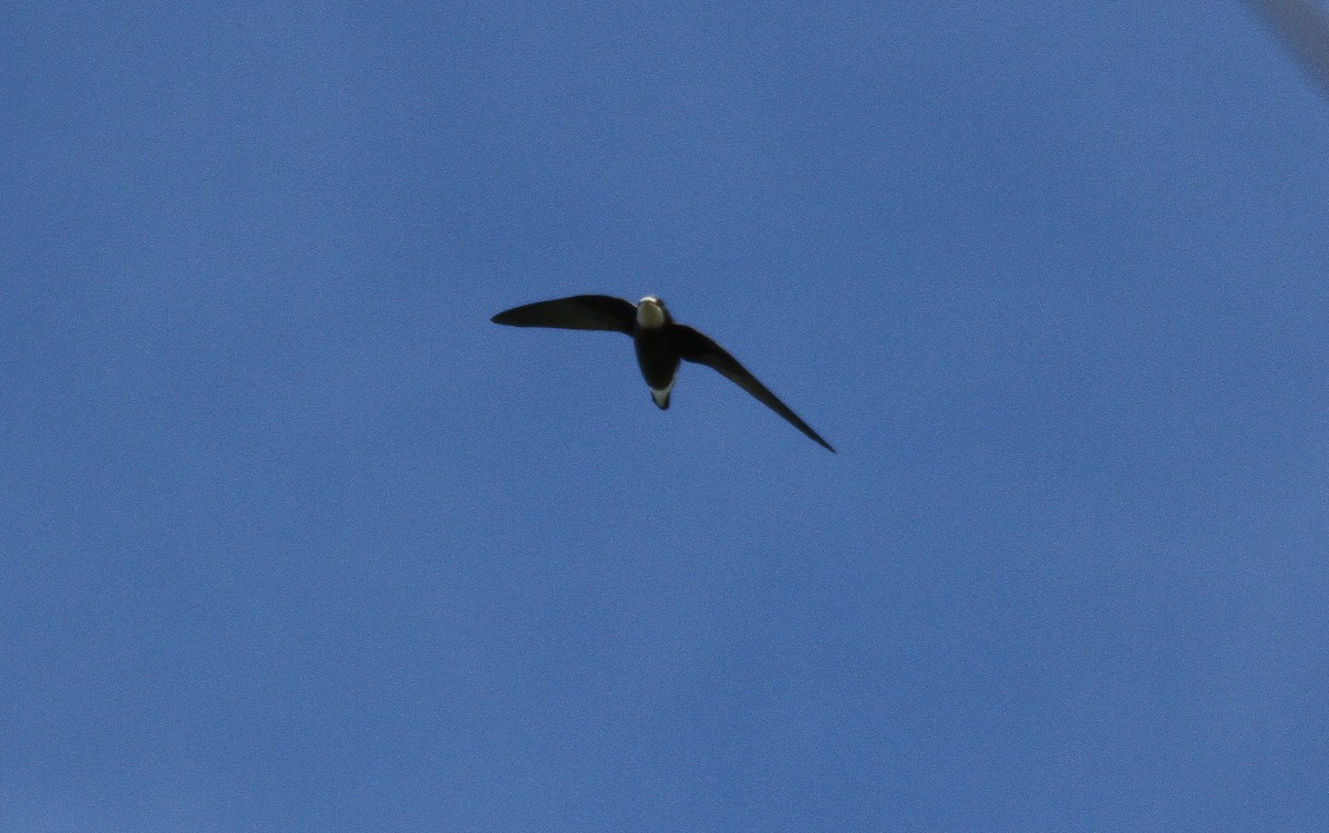 Колючехвост - ML646744985