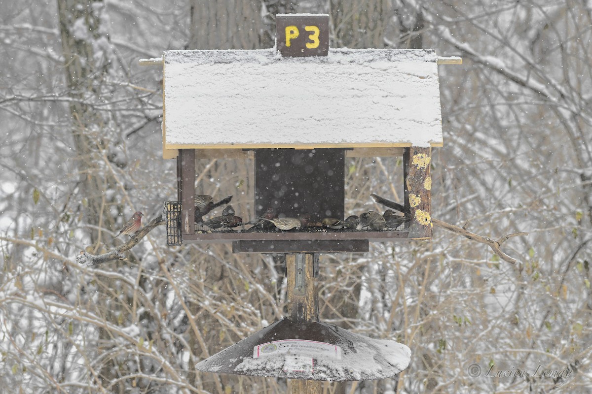 House Finch - ML646744988