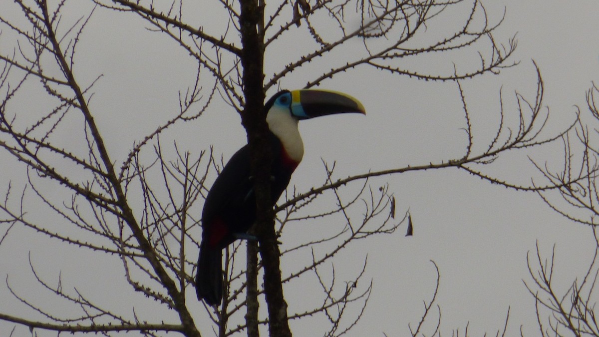 White-throated Toucan - ML646744989