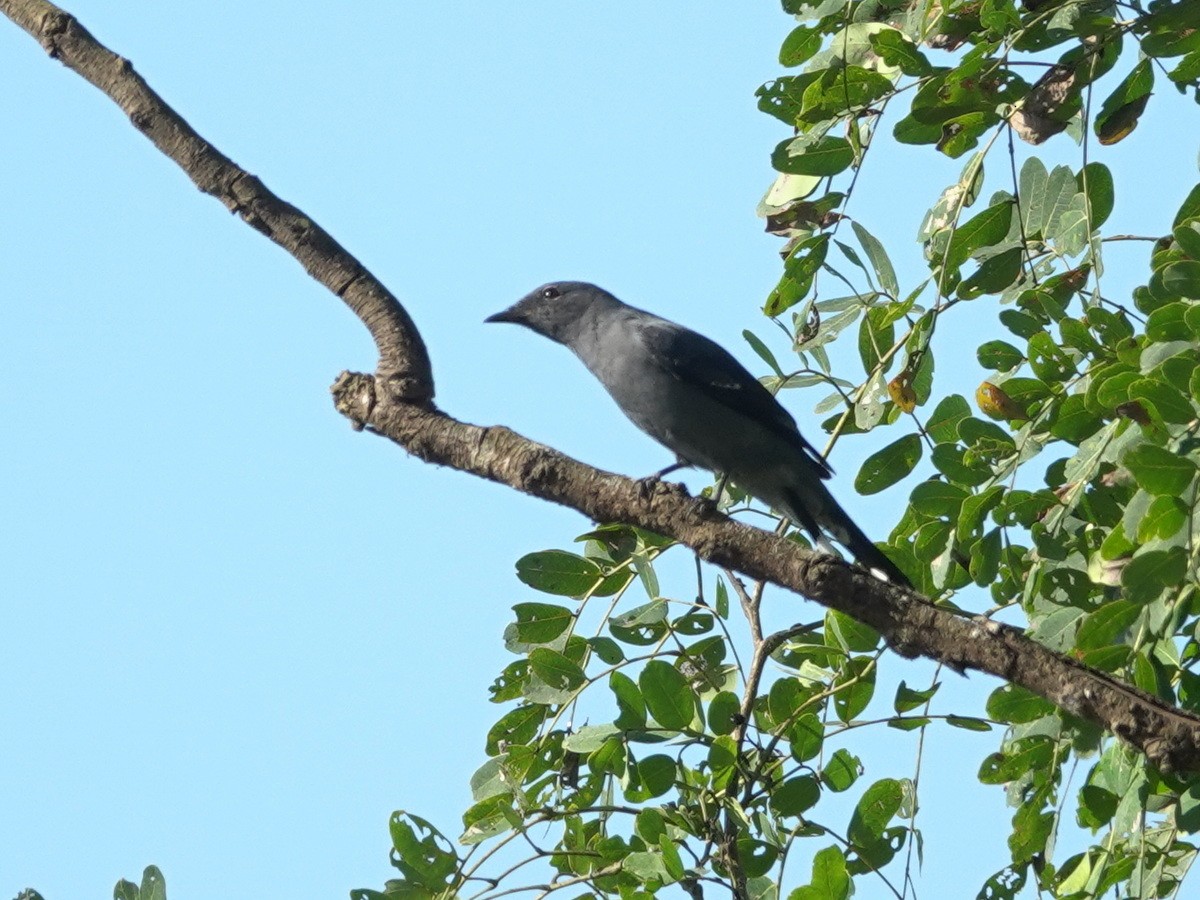 Black-winged Cuckooshrike - ML646744991