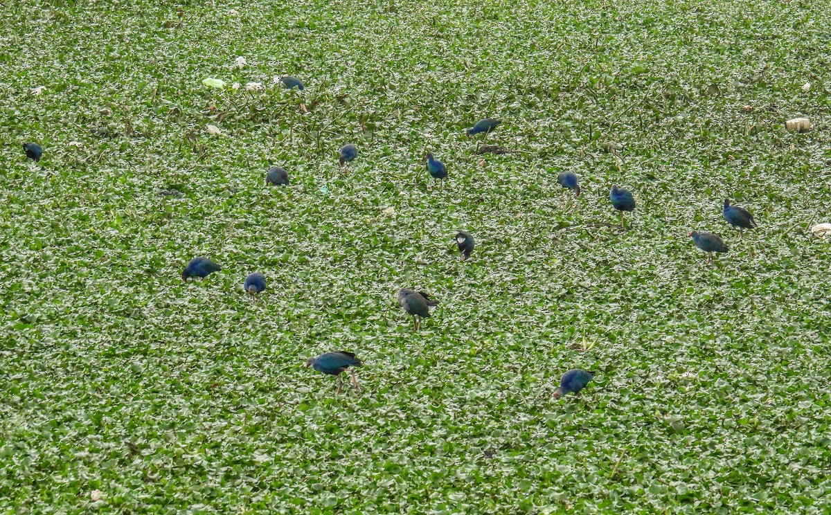 Gray-headed Swamphen - ML646744993