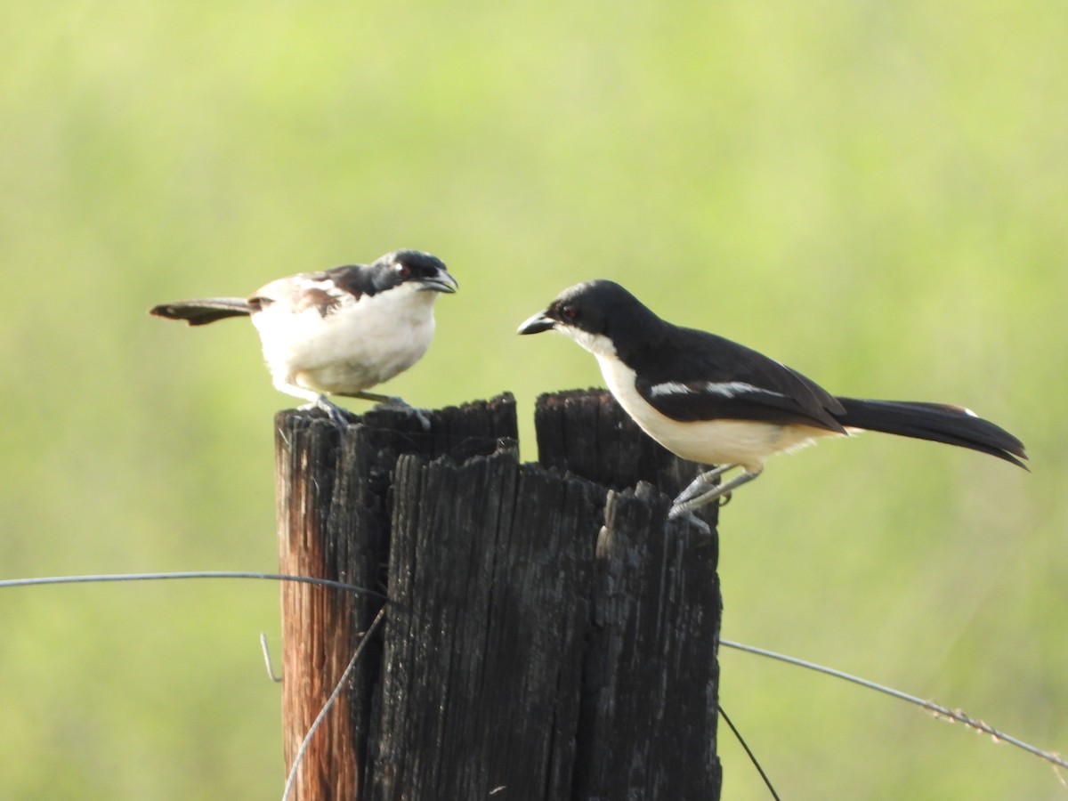 Tropical Boubou - ML646744995