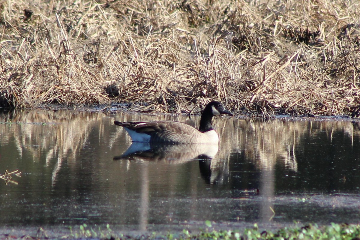 kanadagås - ML646744997