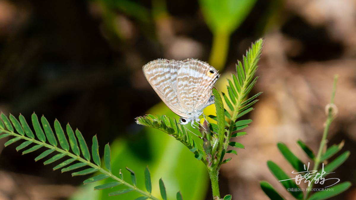 Pea Blue - ML646745006