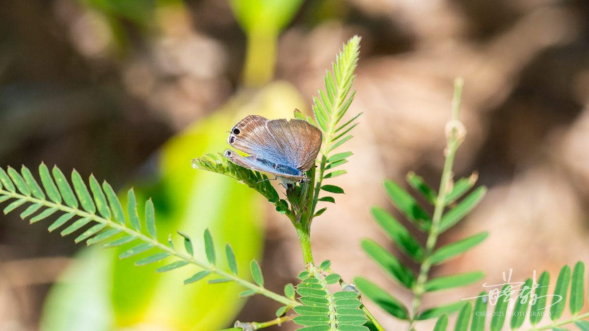 Pea Blue - ML646745007