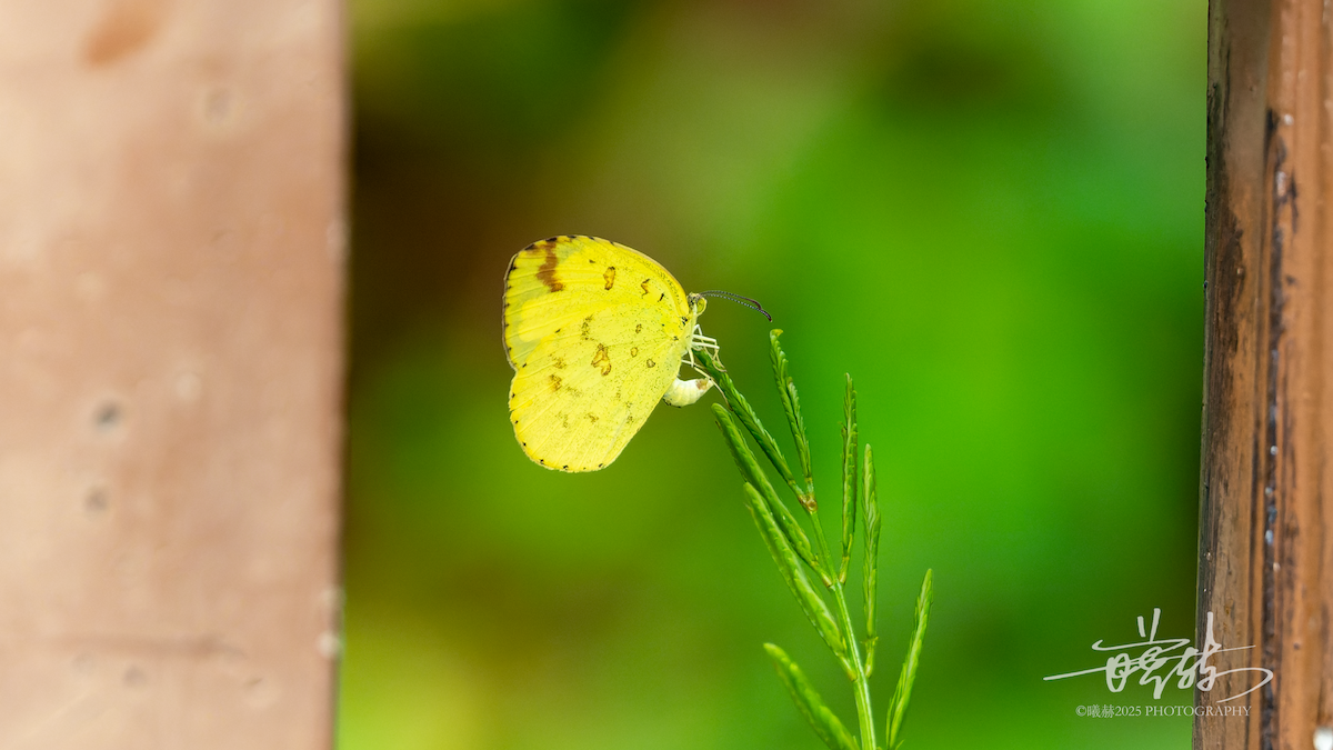 Common Grass Yellow - ML646745008