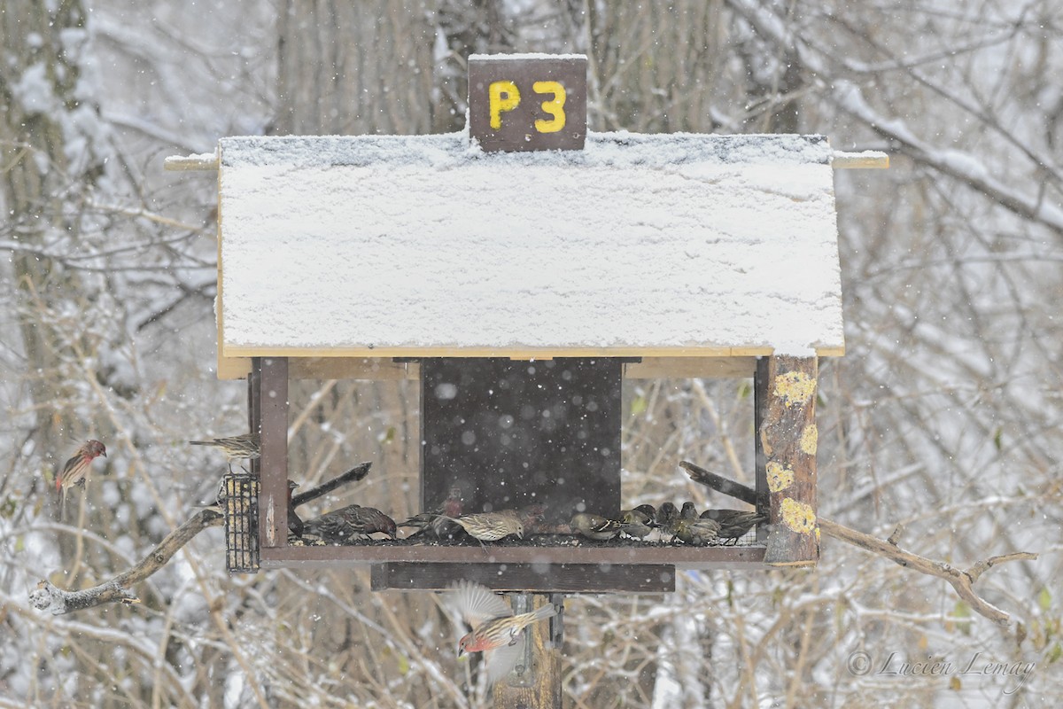 House Finch - ML646745011