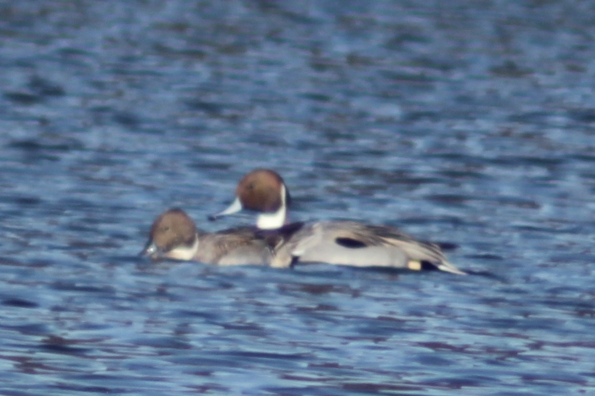 stjertand - ML646745013