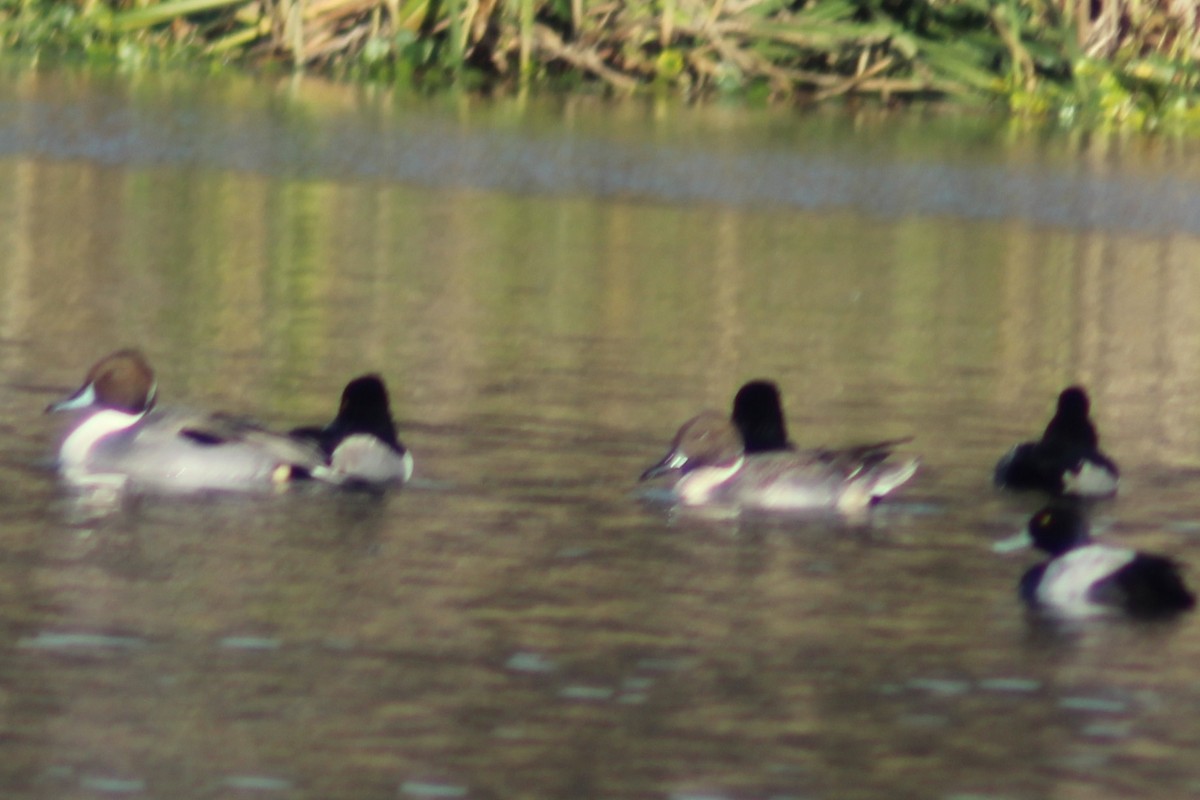 stjertand - ML646745014