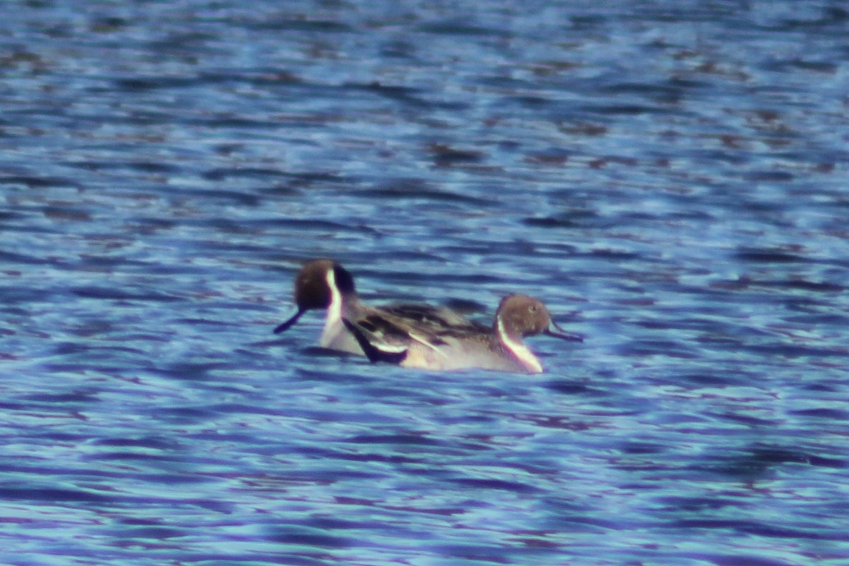 stjertand - ML646745015