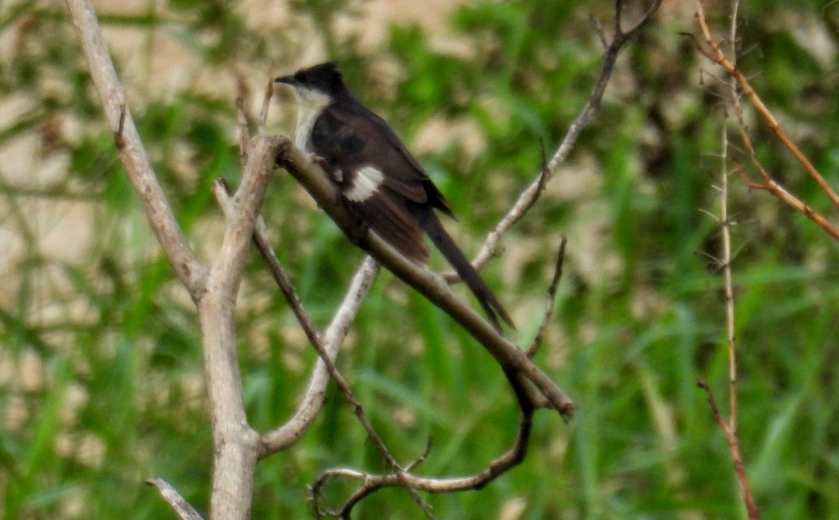 Pied Cuckoo - ML646745018