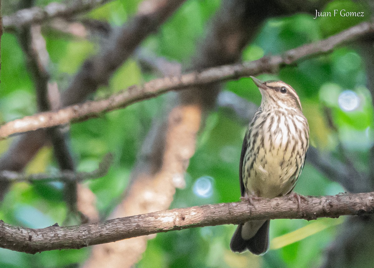 Northern Waterthrush - ML646745019