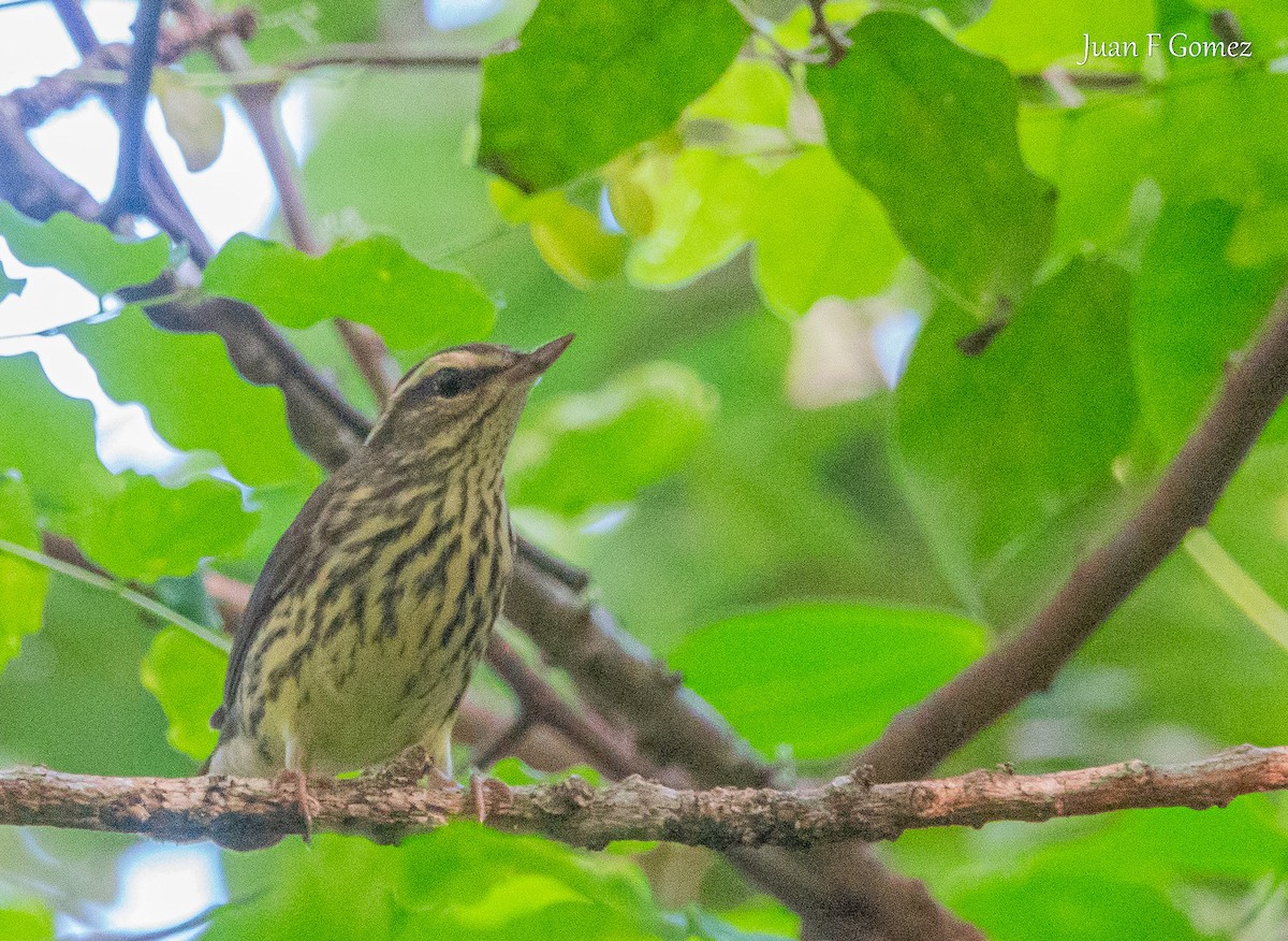 Northern Waterthrush - ML646745020