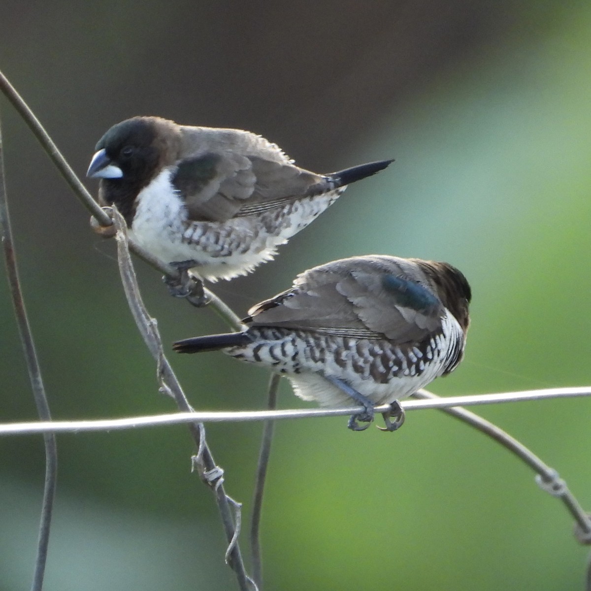 Bronze Mannikin - ML646745025
