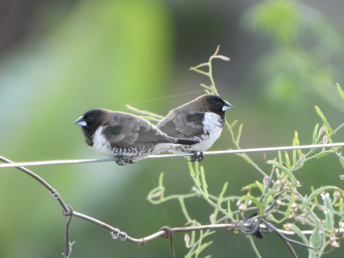 Bronze Mannikin - ML646745026