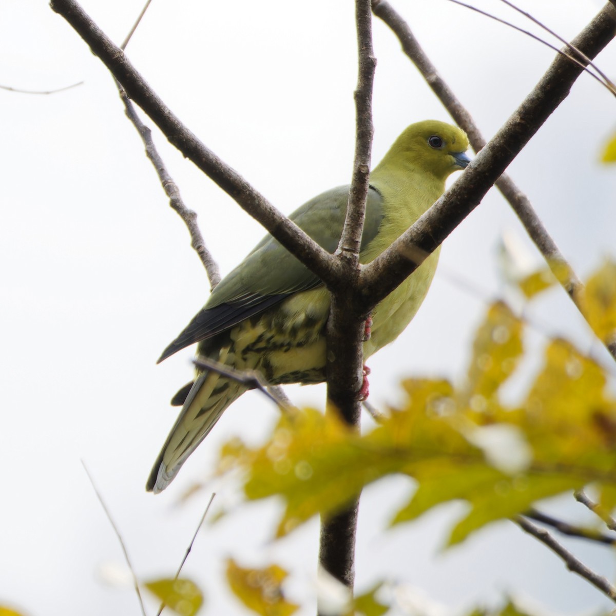 Wedge-tailed Green-Pigeon - ML646745028