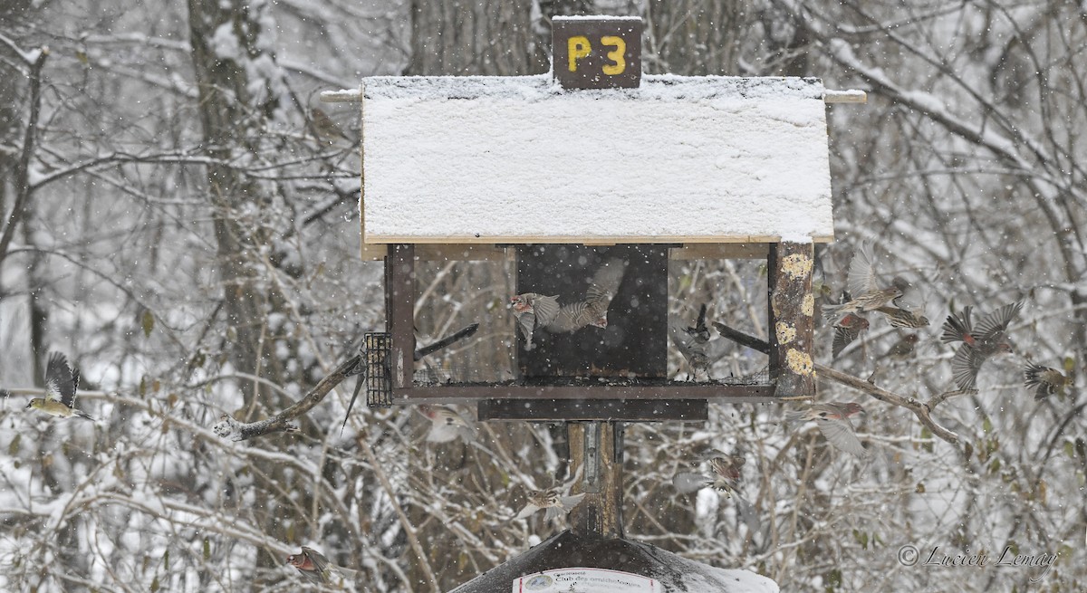 House Finch - ML646745030