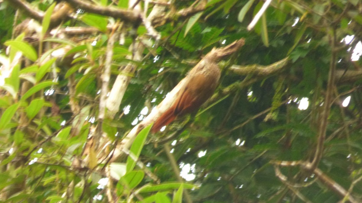 Streak-headed Woodcreeper - ML646745031