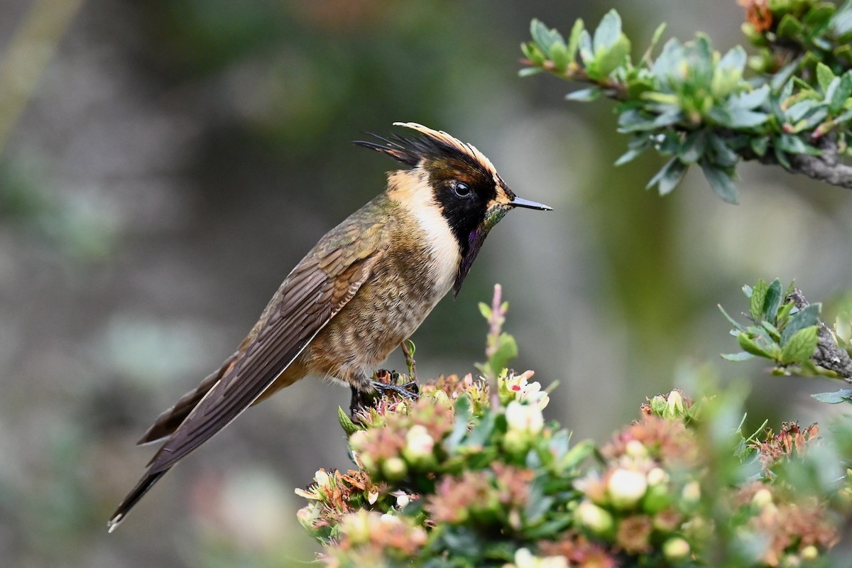 Buffy Helmetcrest - ML646745032