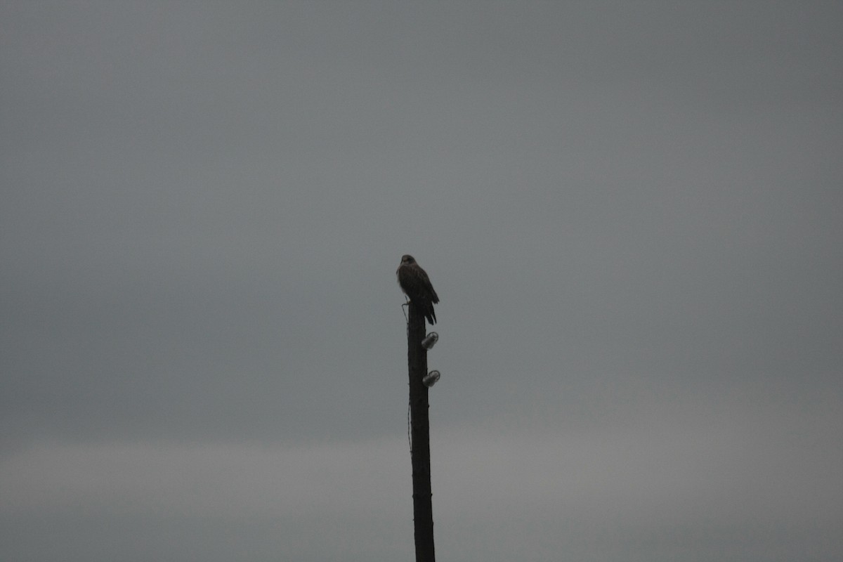 Свенсонов канюк - ML646745033