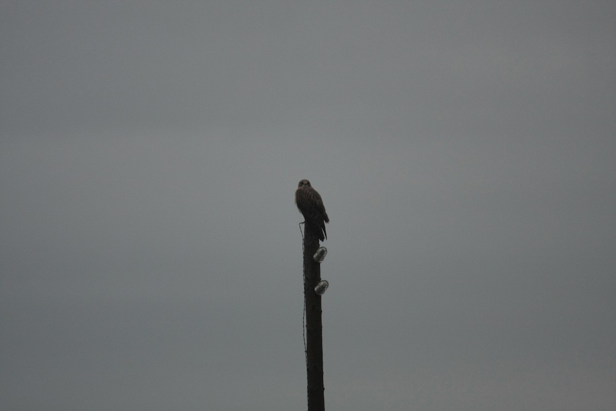 Свенсонов канюк - ML646745034