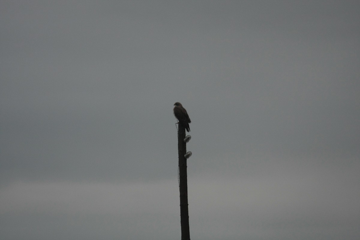 Свенсонов канюк - ML646745035