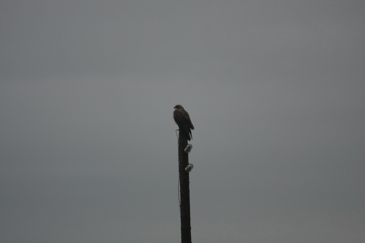 Свенсонов канюк - ML646745036