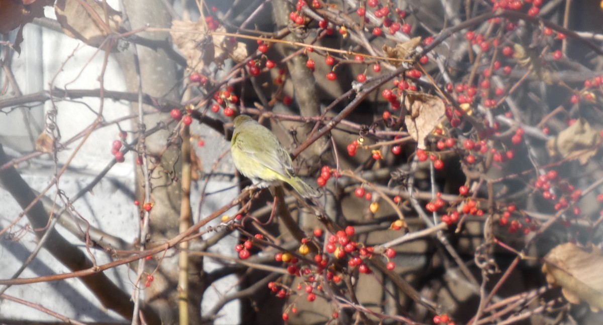 Orange-crowned Warbler - ML646745037