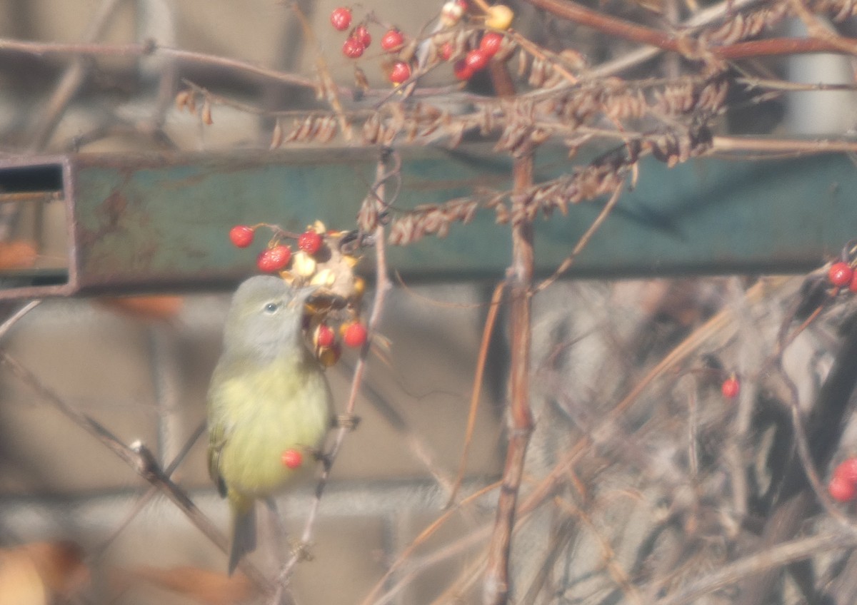 Orange-crowned Warbler - ML646745038
