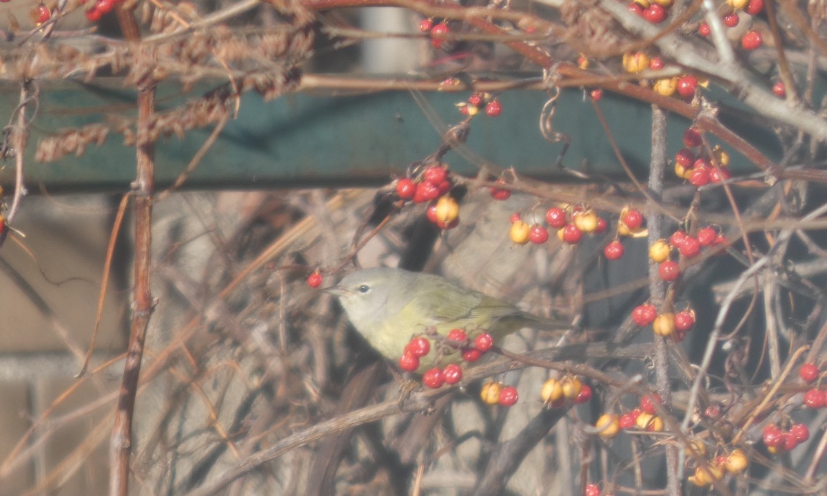 Orange-crowned Warbler - ML646745039