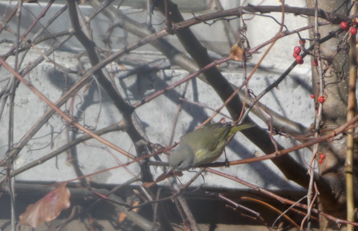 Orange-crowned Warbler - ML646745040