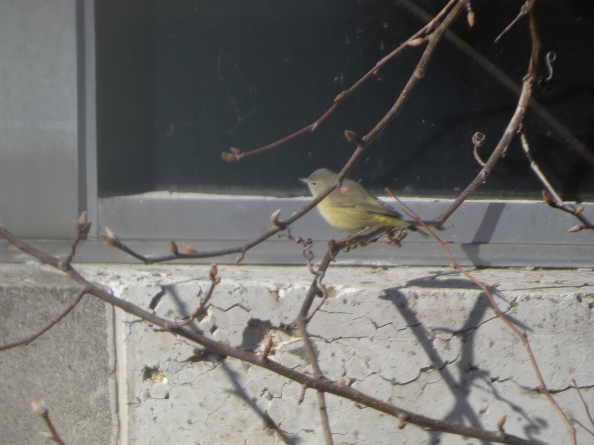 Orange-crowned Warbler - ML646745041